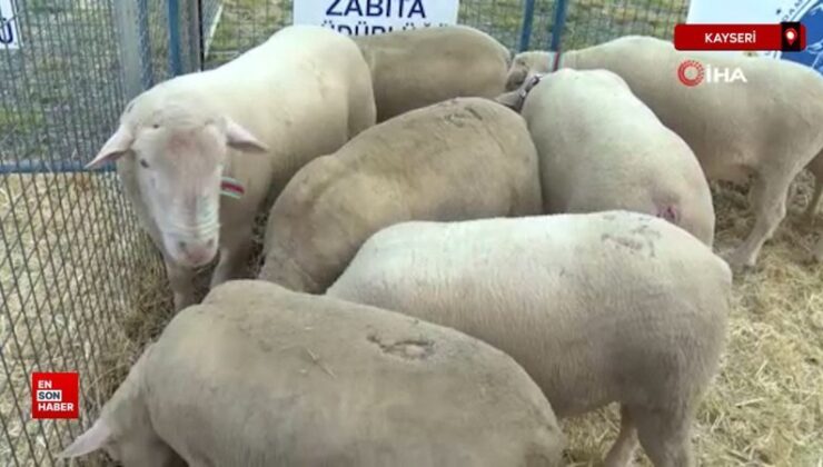 Kayseri Talas’ta İle De France koyun ırkları yarıştı