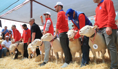 Kayseri’de 11 vilayetten gelen koyunlar podyuma çıktı