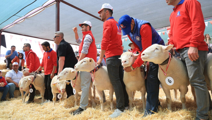 Kayseri’de 11 vilayetten gelen koyunlar podyuma çıktı