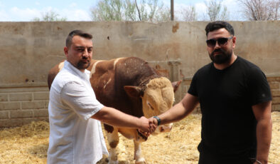 Kayseri’de şampiyon “Poyraz” 540 bin TL’den alıcı buldu