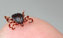 Kırım Kongo Kanamalı Ateşi’ni bulaştıran kenelere karşı yapılacaklar