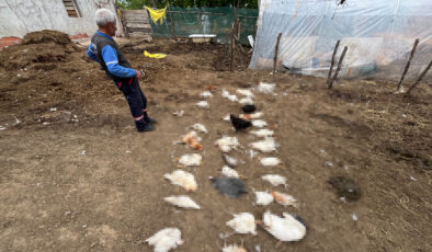 Kocaeli’de başıboş köpekler, bahçedeki tavuk ve ördekleri öldürdü