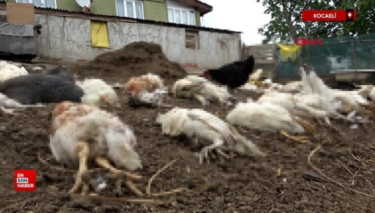 Kocaeli’de başıboş köpekler, bahçedeki tavuk ve ördekleri öldürdü