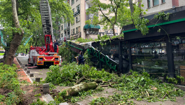 Kocaeli’de çınar ağacı, kafenin üzerine devrildi