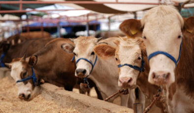 Kurban Bayramı öncesi hastalık ve kısımlara ait önlemler alındı