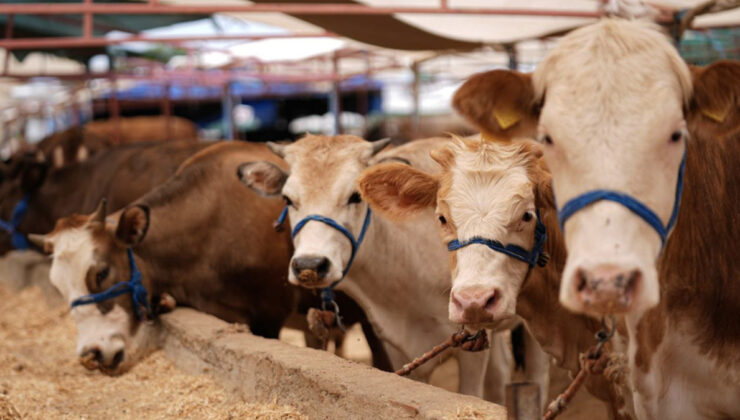 Kurban Bayramı öncesi hastalık ve kısımlara ait önlemler alındı