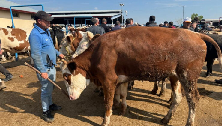 Kurban hareketliliği başladı: Hayvan pazarlarında yoğunluk