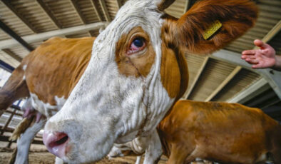 Kurban pazarları kurulmaya başladı: Fiyatlarda son durum