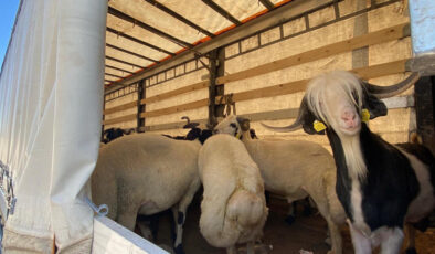 Kurbanlık sevklerinde sıkı kontrol