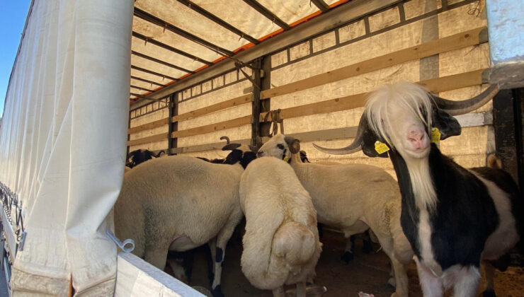 Kurbanlık sevklerinde sıkı kontrol