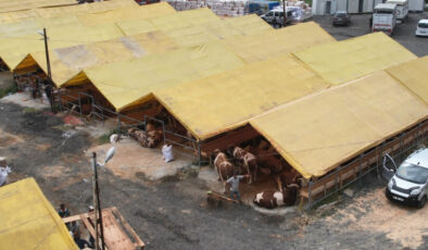 Kurbanlıklar İstanbul’a geldi: Birinci satışlar yapıldı