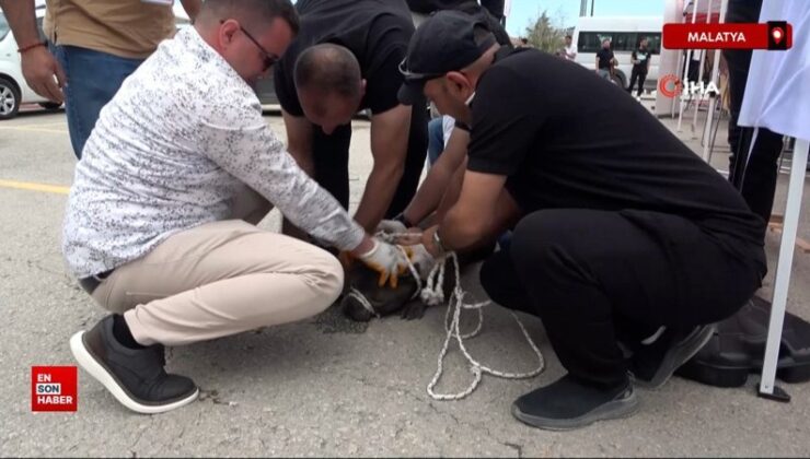 Malatya’da aktiflikte pitbull dehşeti