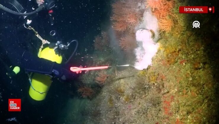 Marmara Denizi’nde çalışma yapan dalgıçlar, mercanları müsilajdan temizledi