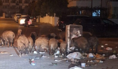Marmaris’te çöpler toplanmıyor, yaban domuzları sokakları işgal etti
