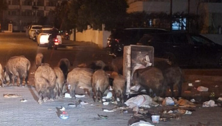 Marmaris’te çöpler toplanmıyor, yaban domuzları sokakları işgal etti