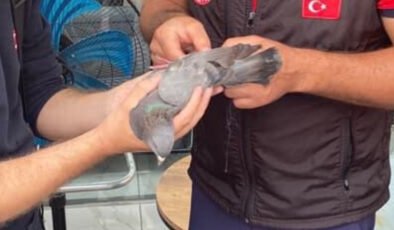 Mersin’de çatıda mahsur kalan güvercinin imdadına itfaiye yetişti