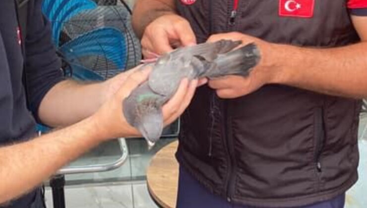 Mersin’de çatıda mahsur kalan güvercinin imdadına itfaiye yetişti