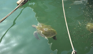 Mersin’de deniz kaplumbağaları, kolay besine alıştı