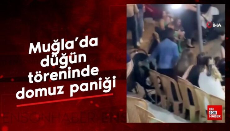 Muğla’da düğün merasiminde domuz paniği