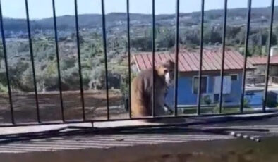 Muğla’da firari maymun paniği