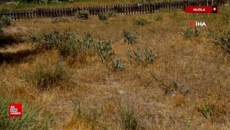 Muğla’da kuşağı tükeniyor, koparmanın cezası 387 bin TL