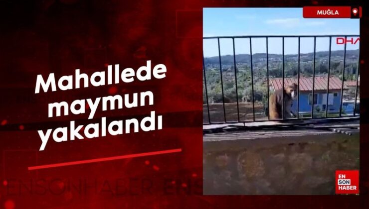 Muğla’da mahallede maymun yakalandı