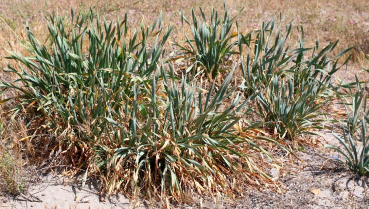 Muğla’ya has bitkiyi koparmanın cezası 300 bin lirayı aşıyor