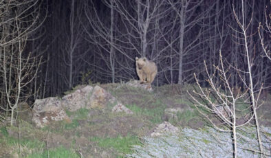 Nemrut’un eşsiz maskotları kış uykusundan uyandı