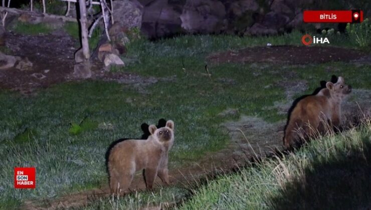 Nemrut’un maskot ayıları kış uykusundan uyandı