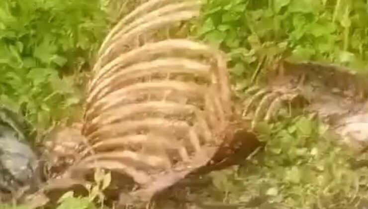 Sakaryalıları huzursuz eden manzara: Dere kenarında kemik kalıntıları bulundu