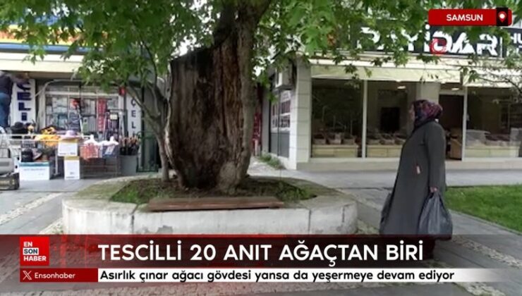 Samsun’da asırlık çınar ağacı gövdesi yansa da yeşermeye devam ediyor