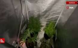 Samsun’da jandarmadan konutunda uyuşturucu yetiştiren şahsa operasyon