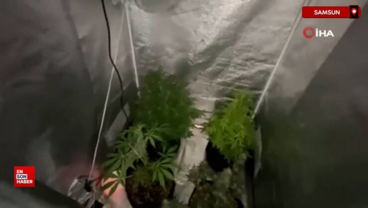 Samsun’da jandarmadan konutunda uyuşturucu yetiştiren şahsa operasyon