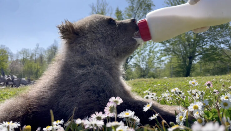 Sinop’ta tabiatta bulunan 2 ayı yavrusu muhafaza altında