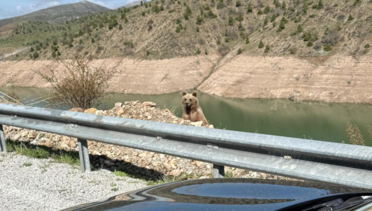 Sivas’ta ayıyı görüntülemek istedi: Az kalsın canından oluyordu