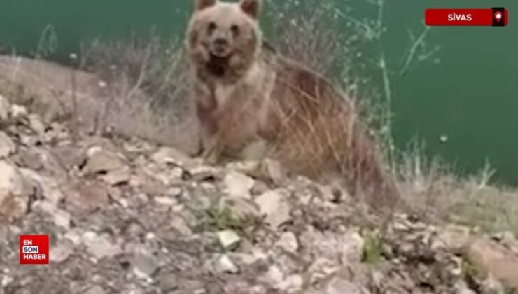 Sivas’ta ayıyı görüntülemek isterken canından oluyordu