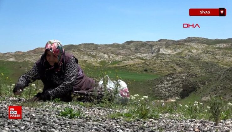 Sivas’ta köy bayanlarının zahmetli ‘madımak’ mesaisi
