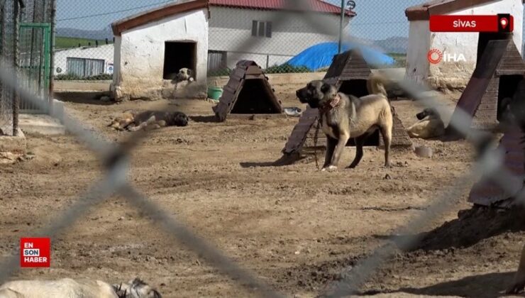 Sivas’ta kurt popülasyonundaki artış Kangal köpeğine talebi arttırdı