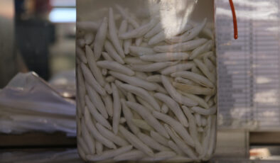 Sivas’ta yetişen dünyanın en kıymetli sakızı, yarım altınla yarışıyor