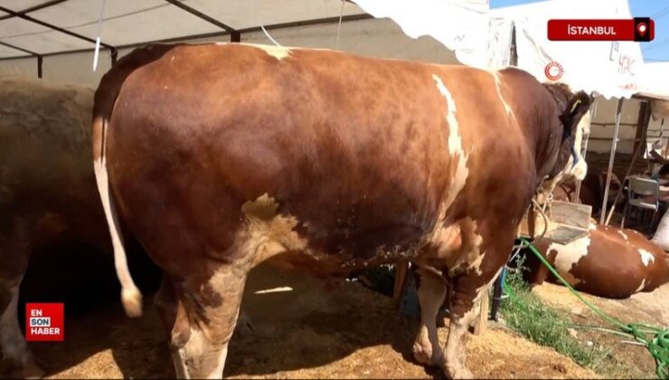 Sultanbeyli Kurban Pazarı’nda Şampiyon ile İmparator karşı karşıya