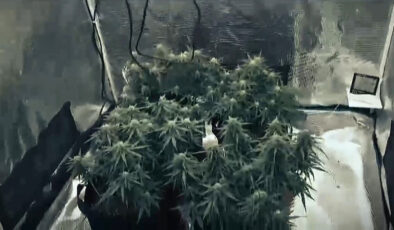 Tekirdağ’da gardırobu açtılar: Uyuşturucu serası çıktı