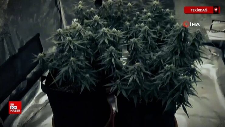 Tekirdağ’da giysi dolabı görünümlü skunk serası ortaya çıkarıldı