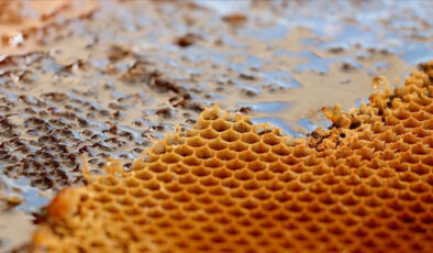 Türkiye, bal üretiminde dünya ikincisi