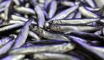 Türkiye hamsi ihracatından 4 ayda 4,7 milyon dolar kazandı