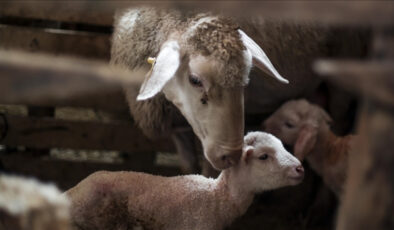 Türkiye hayvancılıkta Avrupa’da birinci sırada
