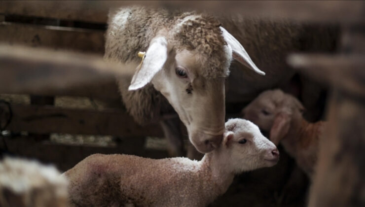 Türkiye hayvancılıkta Avrupa’da birinci sırada