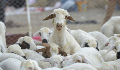 Türkiye hayvancılıkta Avrupa’da önder
