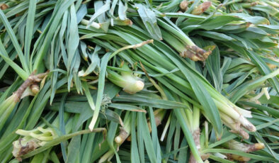 Van’da dağlardan toplanan otlar hem şifa hem yarar sağlıyor