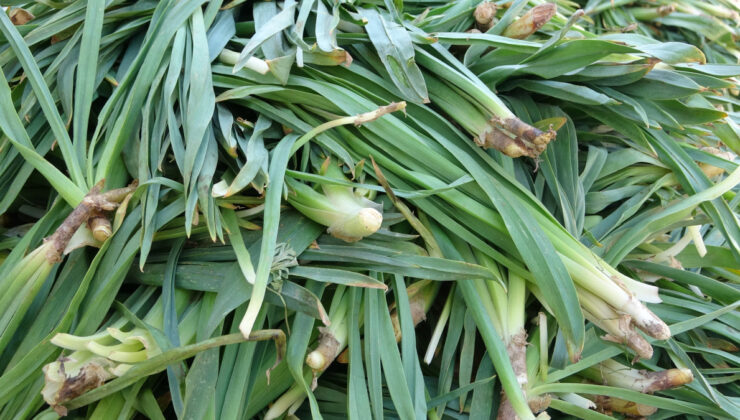 Van’da dağlardan toplanan otlar hem şifa hem yarar sağlıyor