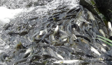 Van’da inci kefalinin kuvvetli göçü devam ediyor